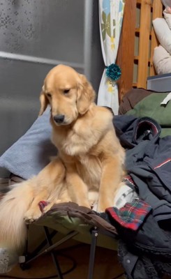 睡魔と戦うウルちゃん7