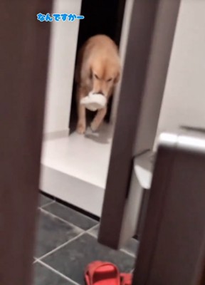 戻ってくる大型犬