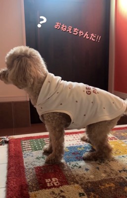 立ち上がって周囲を見る犬