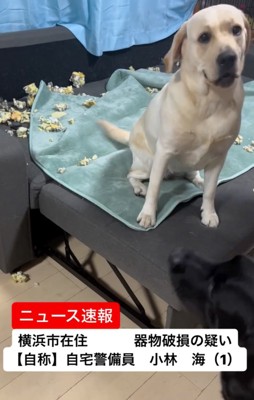 ソファをボロボロにした犬