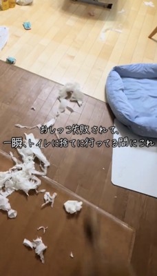 紙を巻き上げながら走り去る犬