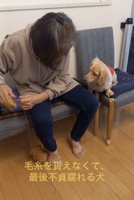 毛糸を巻き直すおばあちゃんを見つめる犬