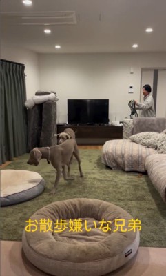 お散歩を嫌がるノアくん&ノエルくん6