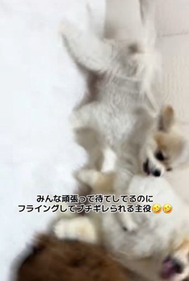 気まずそうなまるおちゃん