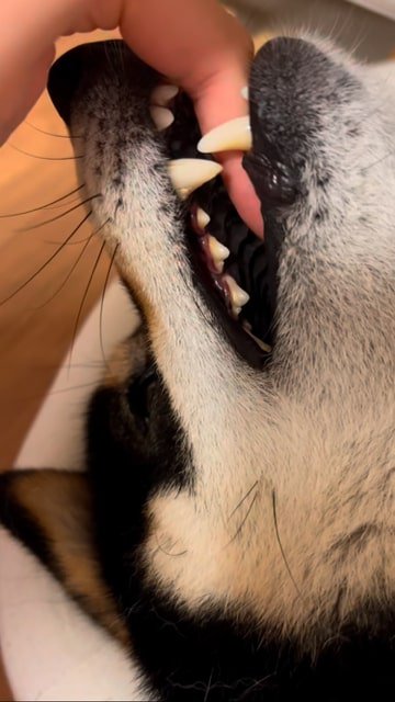 飼い主の指を噛む柴犬