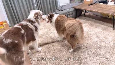 リーリエちゃん＆ガルチェロちゃん