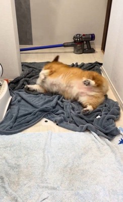 お風呂上がりのロイくん5