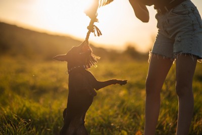 おもちゃを取り戻そうとする犬