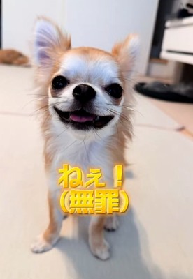 笑顔のチャイちゃん