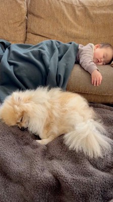 ソファで一緒に眠る犬と女の子