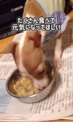 とらきち君のビフォーアフター6