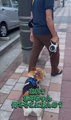 リードを持つ人が交代した時のジノくん8