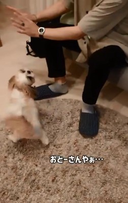 お父さんを見つめるリロちゃん