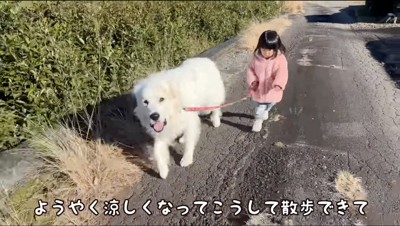 女の子にリードを持たれて散歩する犬