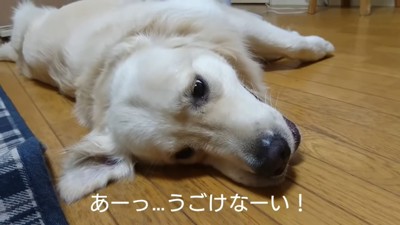 扇風機の前を独り占めするギンちゃん8
