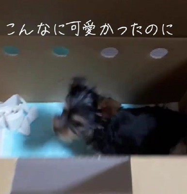 美しい毛色を持つ子犬