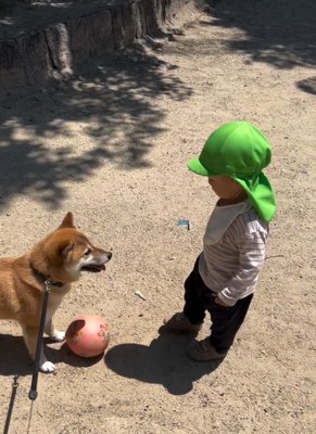 ボールで遊ぶ犬と幼児