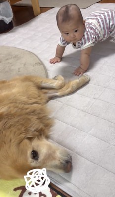 犬のそばで踏ん張る赤ちゃん