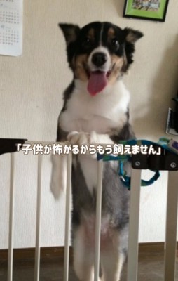 立ち上がる犬