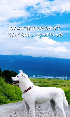 マナちゃんの現在までの軌跡4