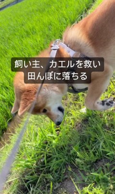 カエル