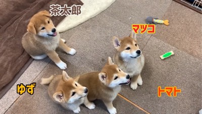 座っている4匹の子犬