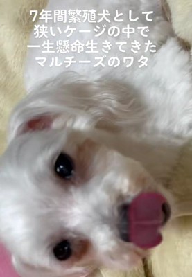 狭いケージの中で7年も…