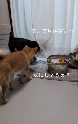 困ったあずきちゃん