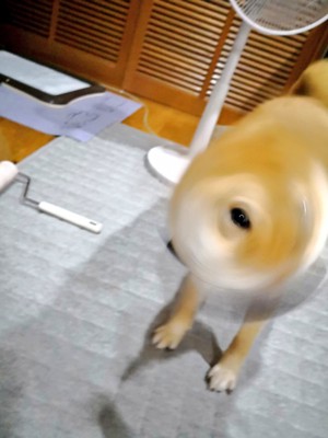 #ギリギリイヌ判定選手権