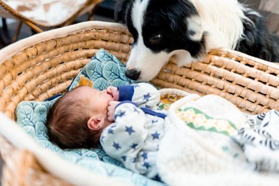 バスケットに入った赤ちゃんを覗き込む犬