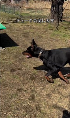 オフ会でのダンボくんたちの様子9