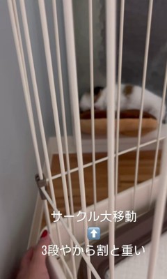 赤ちゃん犬が行方不明4