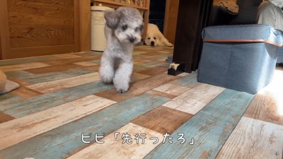 ビビちゃんが行っちゃった！