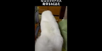 家の中を歩くグレートピレニーズ