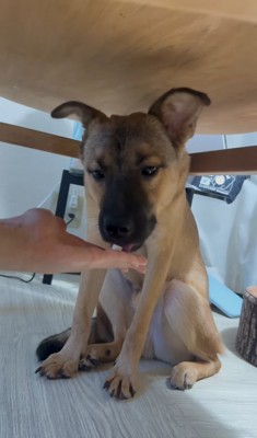 飼い主の手から食べる子犬