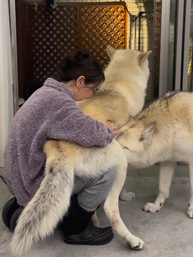 座る女性の太ももにお尻を乗せて甘える狼犬と、一緒になってニオイを嗅ぐ別の狼犬