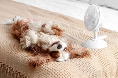 サーキュレーターで涼む犬