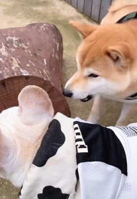 吠えられてしまいました!
