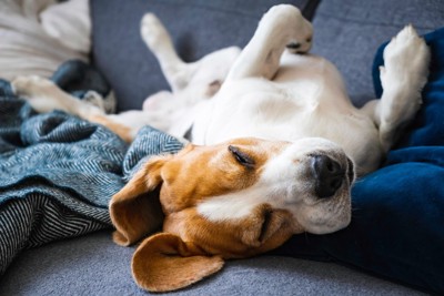 仰向けで眠る犬