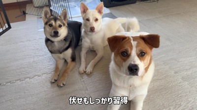 コマンドも覚えたよ