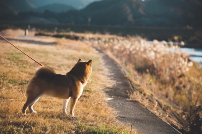 散歩、柴犬