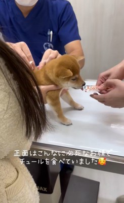 ももちちゃんのはじめての注射⑩