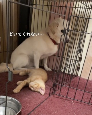 くつろぐ子猫の後ろで座る犬