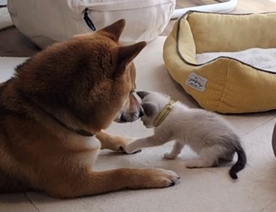 顔を近づけ合う犬と猫