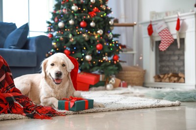 クリスマスの犬