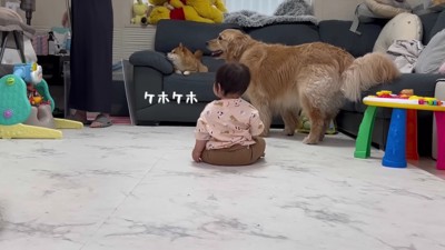 ほのちゃんが咳をすると…