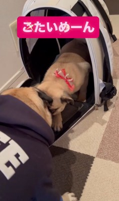 小型犬と子犬の初対面
