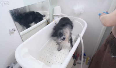 豪快なブルブルッ