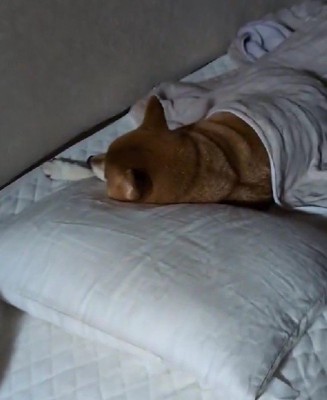 わんこだった！！