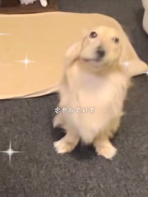 顔がゆがんだまろんちゃん